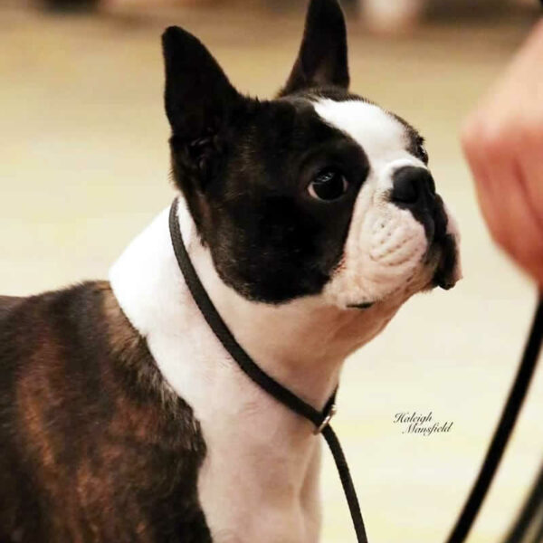 Galleria fotografica Boston Terrier