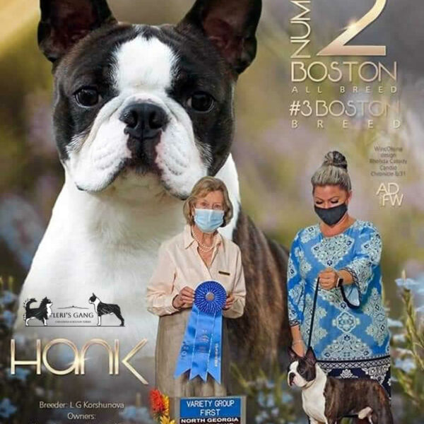 Galleria fotografica Boston Terrier
