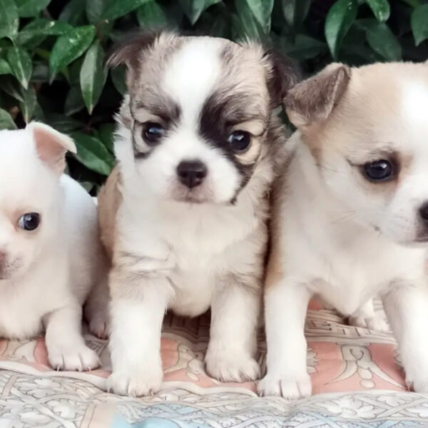 Cuccioli Chihuahua