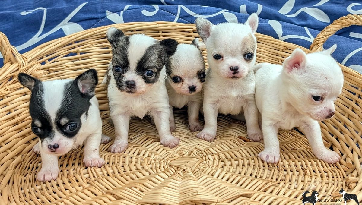 Cuccioli Chihuahua a pelo corto e a pelo lungo