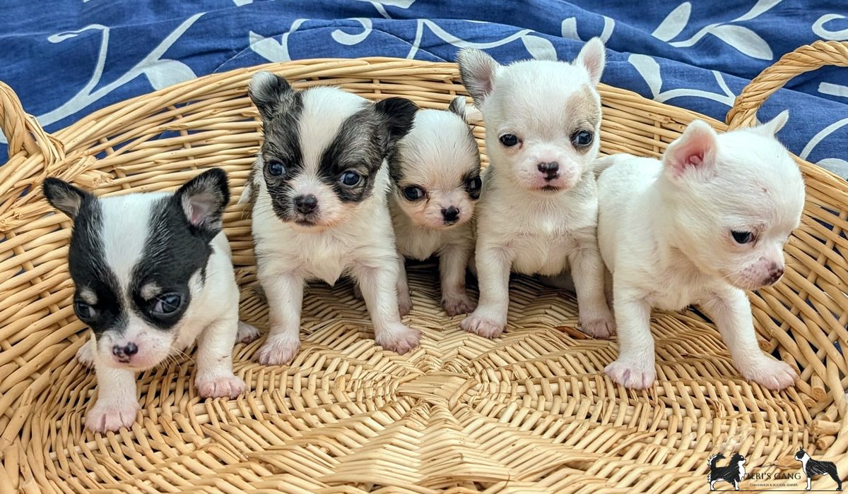 Cuccioli Chihuahua a pelo corto e a pelo lungo